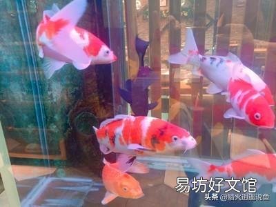 锦鲤白霜怎么治?
