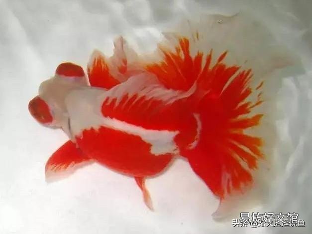 平常没时间给鱼缸换水，又怕鱼死，怎样做到长期不换水？