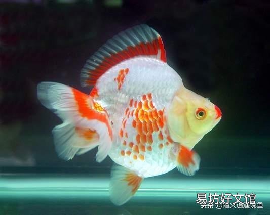 平常没时间给鱼缸换水，又怕鱼死，怎样做到长期不换水？