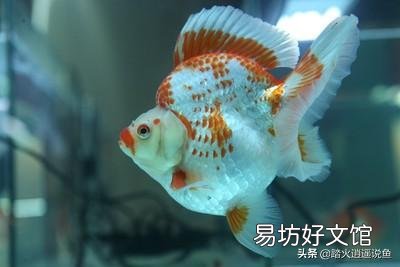 平常没时间给鱼缸换水，又怕鱼死，怎样做到长期不换水？
