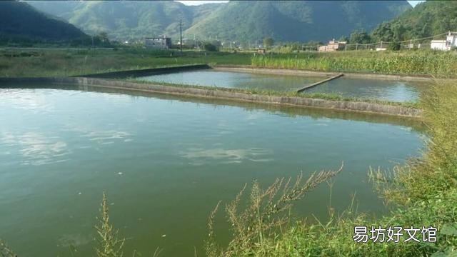 鱼塘水太瘦了，用什么肥料肥水最好？