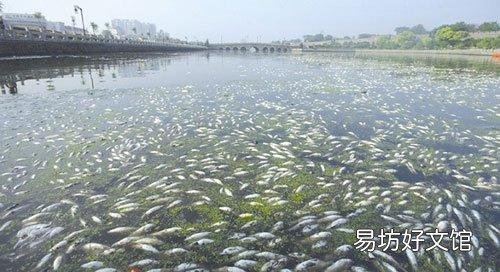 鱼塘水太瘦了，用什么肥料肥水最好？