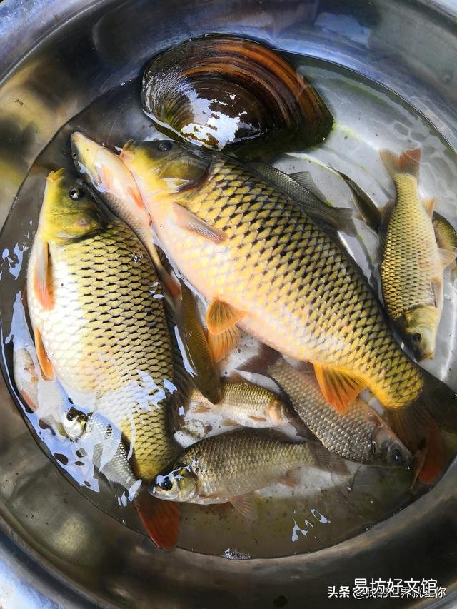 鱼塘水太瘦了，用什么肥料肥水最好？