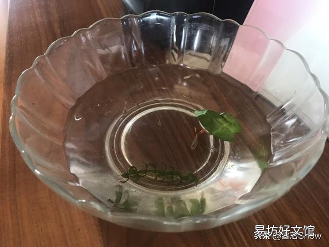 孔雀鱼苗怎么养呢？