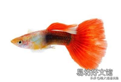 孔雀鱼苗怎么养呢？