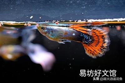 孔雀鱼苗怎么养呢？