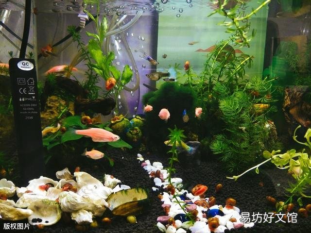 有净化水的植物鱼为什么会死？