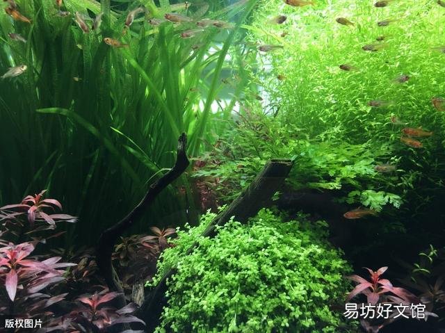 有净化水的植物鱼为什么会死？