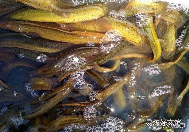 蟹塘里泥鳅多用什么办法捕？