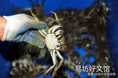蟹塘里泥鳅多用什么办法捕？