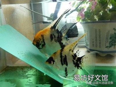 燕鱼扎堆不爱动放点什么药?