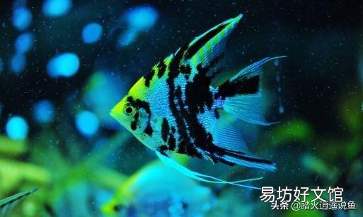 燕鱼扎堆不爱动放点什么药?