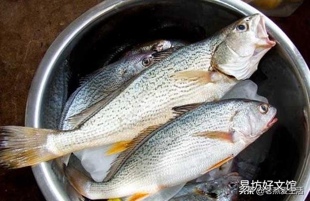 鸡粪养鱼都养什么品种的鱼?