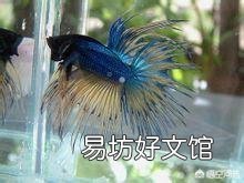 泰国斗鱼如果不进食有什么原因呢?