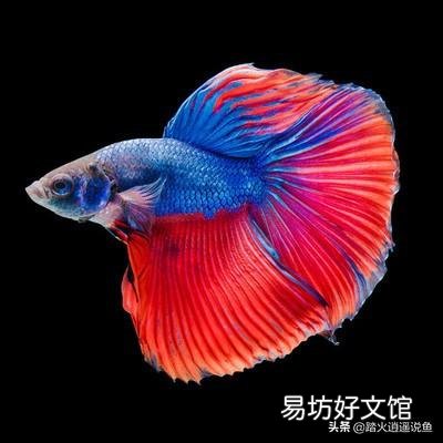 泰国斗鱼如果不进食有什么原因呢?
