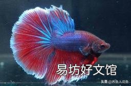 泰国斗鱼如果不进食有什么原因呢?