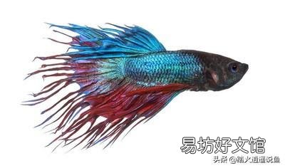 泰国斗鱼如果不进食有什么原因呢?