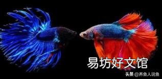 泰国斗鱼如果不进食有什么原因呢?