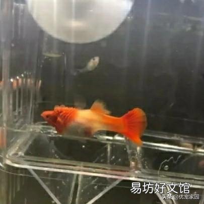 孔雀鱼用绿水养，可行吗？