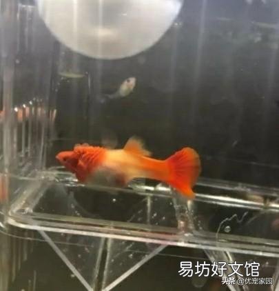 孔雀鱼用绿水养，可行吗？