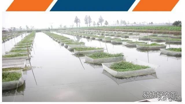 养殖黄鳝,网上买的黄鳝为什么感觉成活率低?