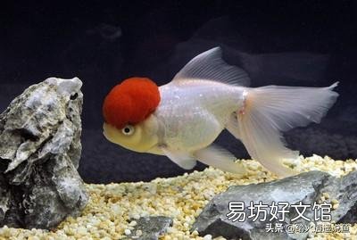 金鱼的红顶子上有一片发白了是病吗？该怎么办呢？