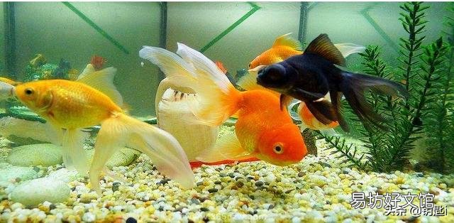 金鱼也打架吗？还是发情了？
