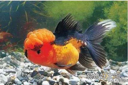 金鱼也打架吗？还是发情了？