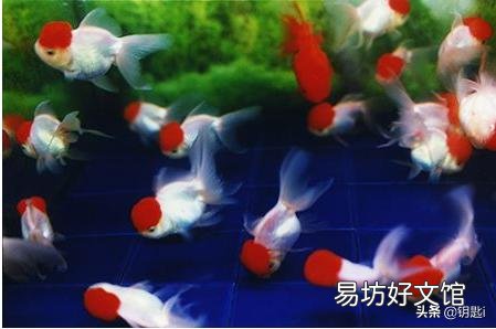 金鱼也打架吗？还是发情了？