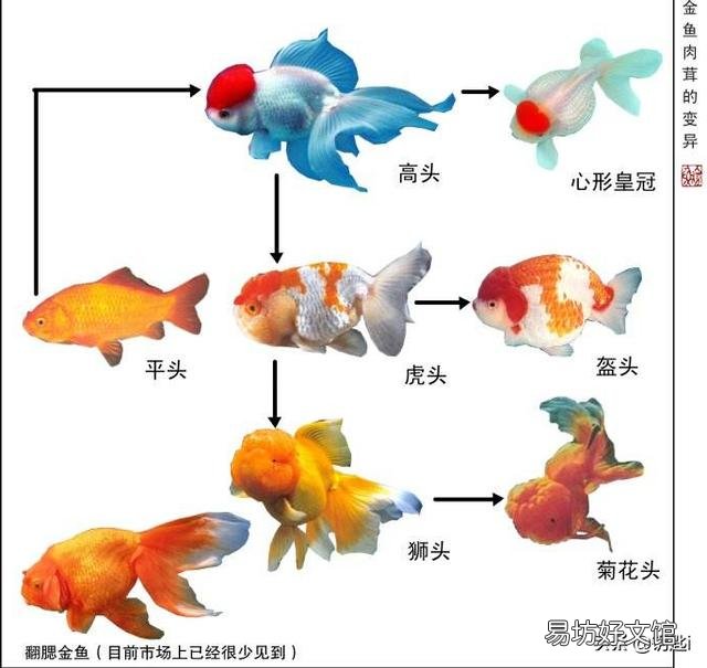 金鱼也打架吗？还是发情了？