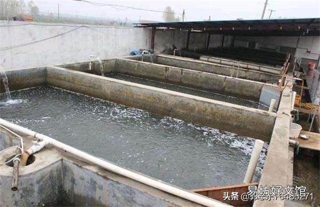 鱼塘可以用网箱养殖草鱼吗,怎么做好?
