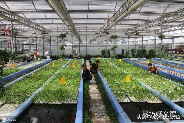 现在很多做鱼菜共生系统,他们都会说很多优点,谁能说说它存在的缺点有哪些呢？