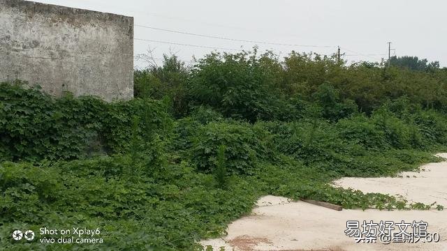 现在很多做鱼菜共生系统,他们都会说很多优点,谁能说说它存在的缺点有哪些呢？