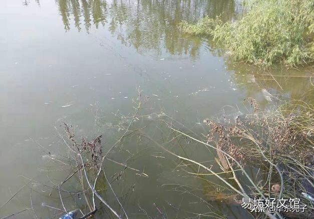鱼塘水面放一层竹子和树枝好不好？