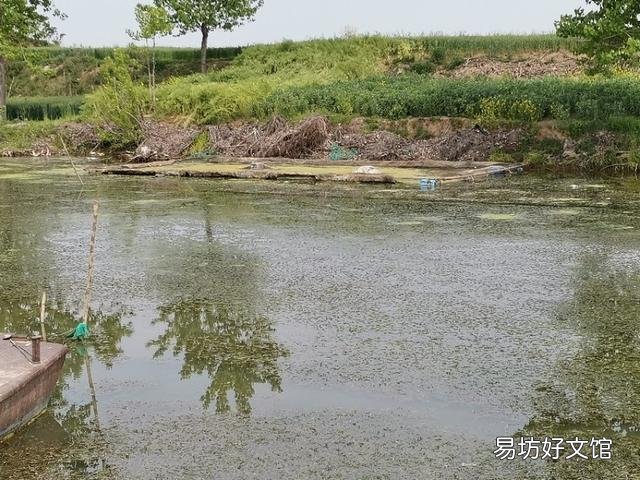鱼塘水面放一层竹子和树枝好不好？