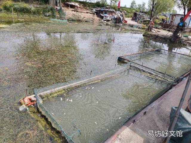 鱼塘水面放一层竹子和树枝好不好？