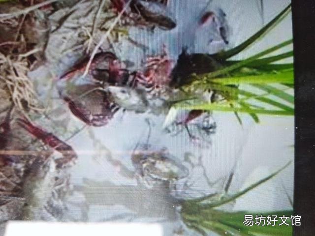 请问小龙虾大小不均匀,农民把大的捞起来先卖小的,放回去的时候有影响吗?