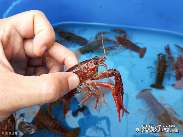请问小龙虾大小不均匀,农民把大的捞起来先卖小的,放回去的时候有影响吗?
