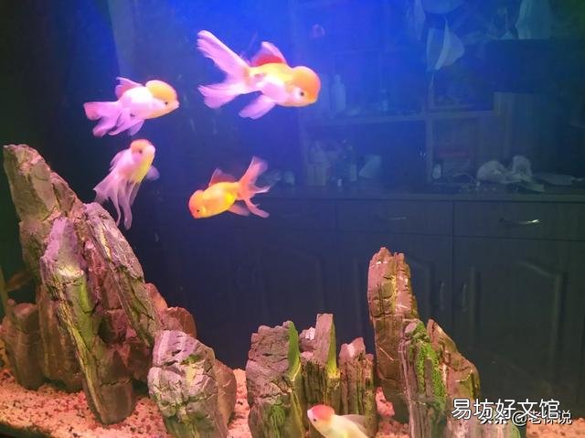 如何清理鱼缸玻璃上的污渍？