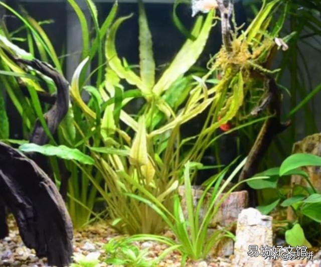 如何清理鱼缸玻璃上的污渍？