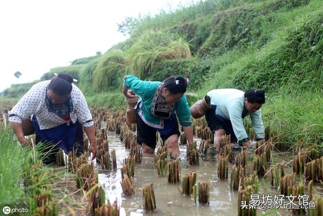 田螺仔怎么漂浮水面了?