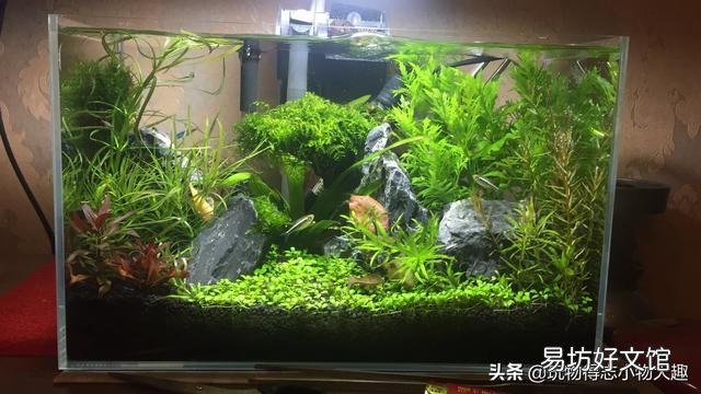 鱼缸有浑水是否可以买净水器?