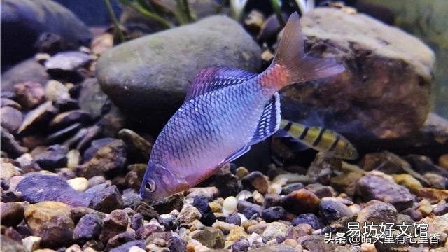 鱼缸有浑水是否可以买净水器?