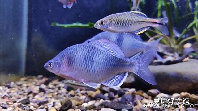 鱼缸有浑水是否可以买净水器?