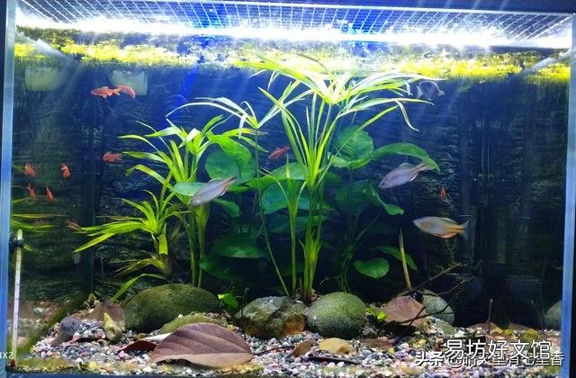 鱼缸有浑水是否可以买净水器?