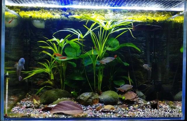 鱼缸有浑水是否可以买净水器?