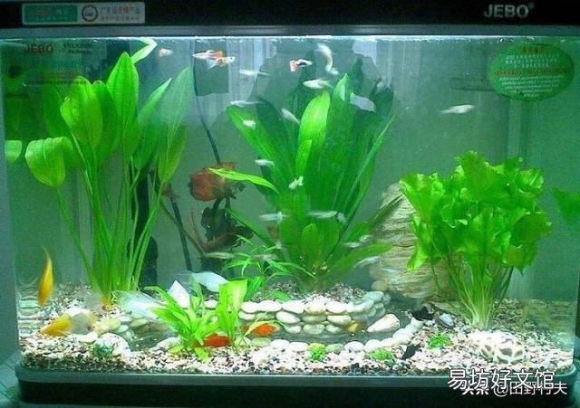 鱼买了三天后水有腥味怎么回事？
