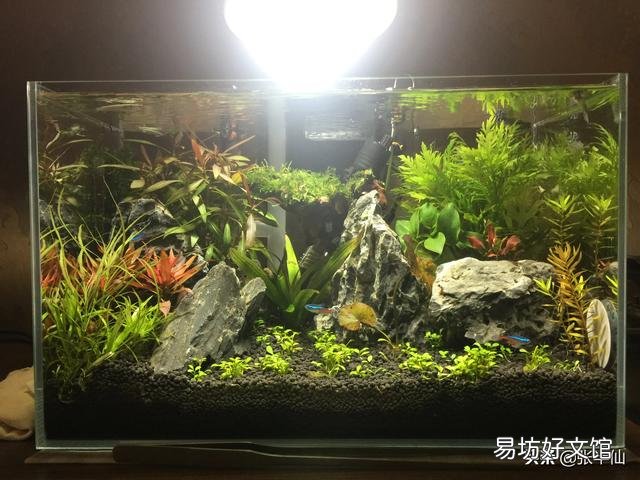 鱼买了三天后水有腥味怎么回事？