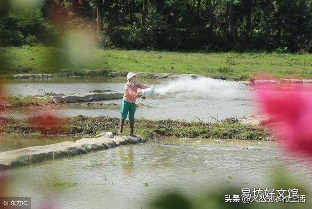 熟石灰可以消毒鱼塘吗?