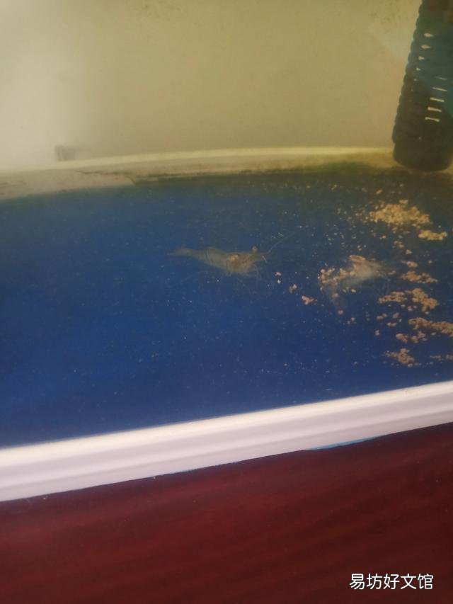 金鱼十天不喂食会饿死不?